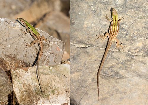 Italian wall lizard